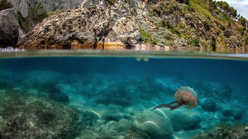 QUATTRO ANNI DI SPERIMENTAZIONE CON I PESCATORI: ULTIMA TAPPA A ISCHIA PER IL PROGETTO “LIFE DREAM”