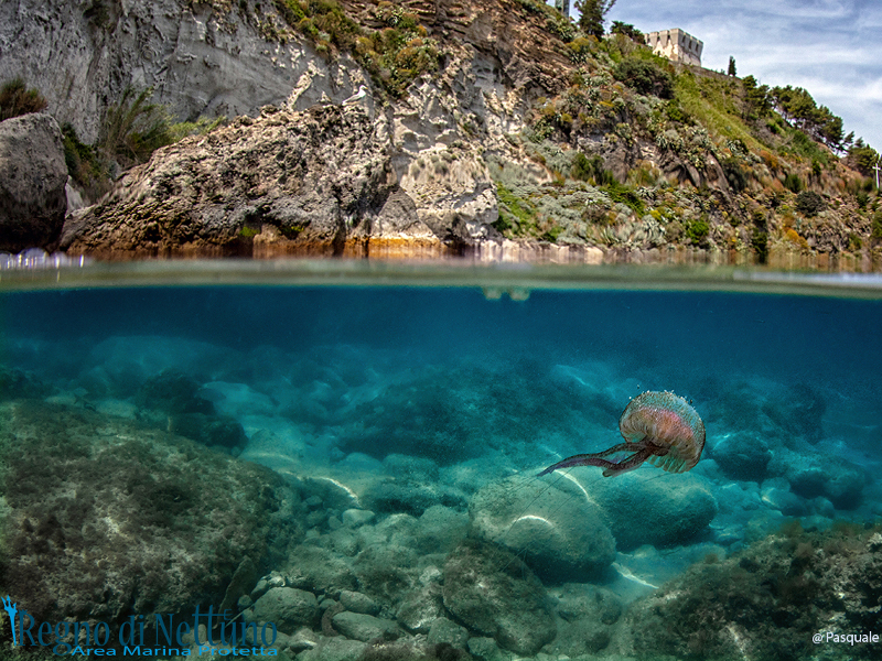 QUATTRO ANNI DI SPERIMENTAZIONE CON I PESCATORI: ULTIMA TAPPA A ISCHIA PER IL PROGETTO “LIFE DREAM”