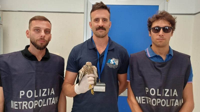 LA POLIZIA METROPOLITANA DI NAPOLI SALVA UN GIOVANE GHEPPIO E UNA TARTARUGA ESOTICA