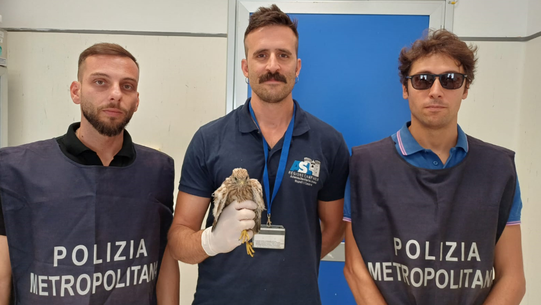 LA POLIZIA METROPOLITANA DI NAPOLI SALVA UN GIOVANE GHEPPIO E UNA TARTARUGA ESOTICA