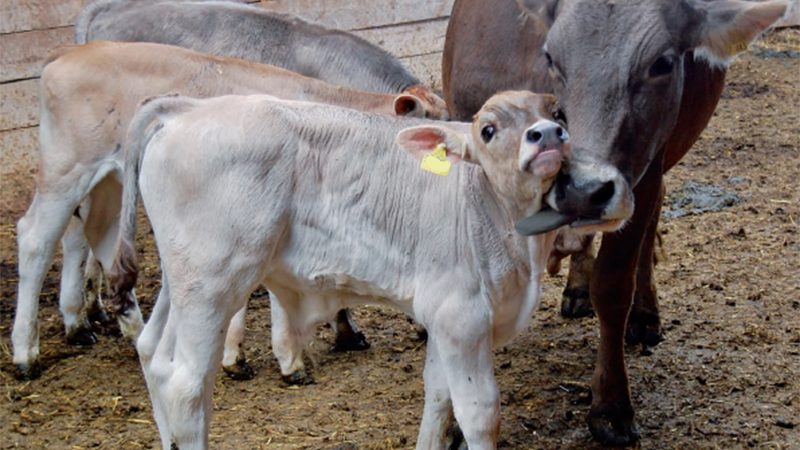 AACM: «GLI ALLEVAMENTI SONO SENZA MANGIMI, A RISCHIO IL LAVORO DI TANTE FAMIGLIE E LA VITA DEGLI ANIMALI»