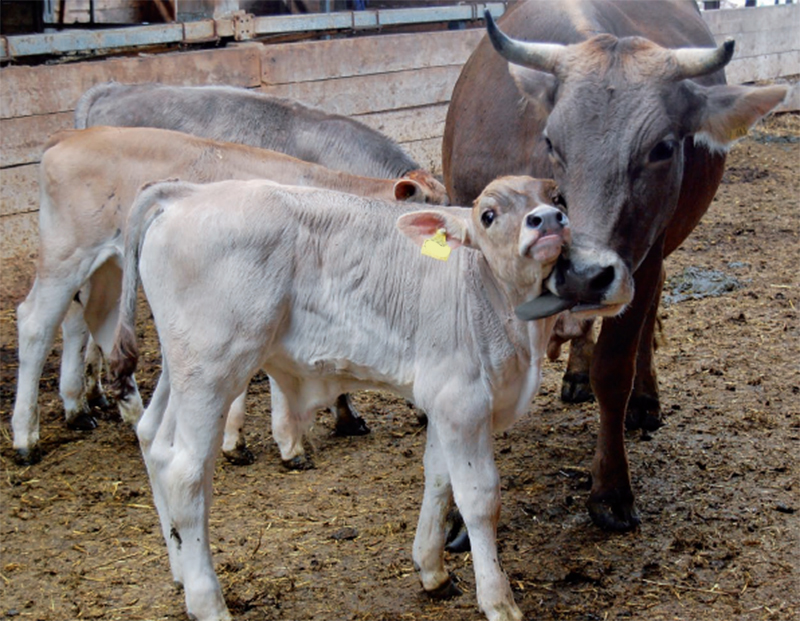 AACM: «GLI ALLEVAMENTI SONO SENZA MANGIMI, A RISCHIO IL LAVORO DI TANTE FAMIGLIE E LA VITA DEGLI ANIMALI»